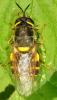 Stratiomys potamida